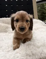 AKC lightly marked dapple male, a male Miniature Dachshund for sale in Cumming, GA – 1 of 9