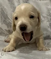 AKC ee cream female, a female Miniature Dachshund for sale in Cumming, GA – 6 of 7