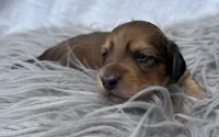 AKC LH shaded red male, a male Miniature Dachshund for sale in Cumming, GA – 5 of 10