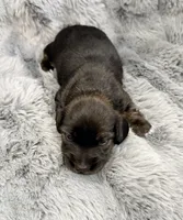 AKC brindle male, a male Miniature Dachshund for sale in Cumming, GA – 2 of 9