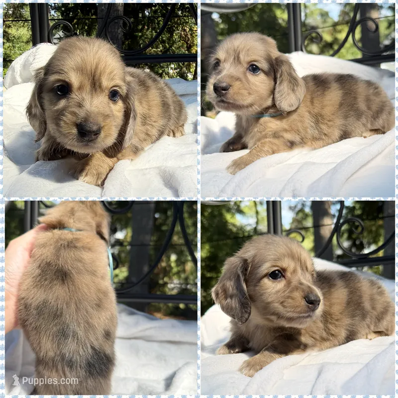 AKC cream dapple brindle male – Miniature Dachshund puppy for sale in Cumming, GA