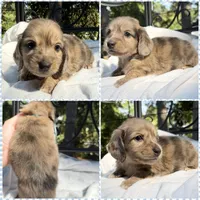AKC cream dapple brindle male, a male Miniature Dachshund for sale in Cumming, GA – 1 of 5