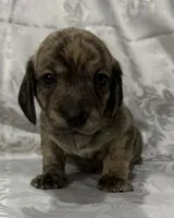 AKC cream brindle female, a female Miniature Dachshund for sale in Cumming, GA – 7 of 10