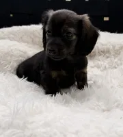 AKC brindle male, a male Miniature Dachshund for sale in Cumming, GA – 3 of 10