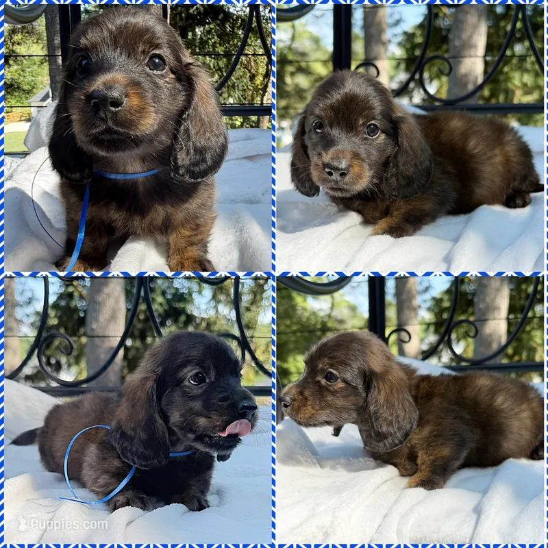 AKC brindle male – Miniature Dachshund puppy for sale in Cumming, GA
