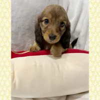 AKC shaded cream female, a female Miniature Dachshund for sale in Cumming, GA – 2 of 9