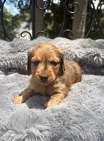 AKC lightly marked dapple male, a male Miniature Dachshund for sale in Cumming, GA – 6 of 9