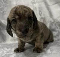 AKC cream brindle female, a female Miniature Dachshund for sale in Cumming, GA – 9 of 10