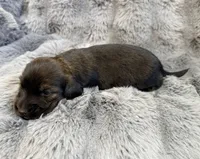 AKC brindle male, a male Miniature Dachshund for sale in Cumming, GA – 9 of 9