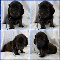 AKC brindle male, a male Miniature Dachshund for sale in Cumming, GA – 5 of 8