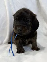 AKC brindle male, a male Miniature Dachshund for sale in Cumming, GA – 8 of 8