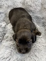 AKC brindle male, a male Miniature Dachshund for sale in Cumming, GA – 4 of 9