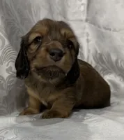 AKC shaded cream female, a female Miniature Dachshund for sale in Cumming, GA – 7 of 8