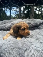 AKC lightly marked dapple male, a male Miniature Dachshund for sale in Cumming, GA – 9 of 9