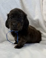 AKC brindle male, a male Miniature Dachshund for sale in Cumming, GA – 6 of 8