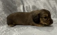 AKC shaded cream female, a female Miniature Dachshund for sale in Cumming, GA – 2 of 8