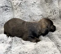 AKC brindle male, a male Miniature Dachshund for sale in Cumming, GA – 7 of 9