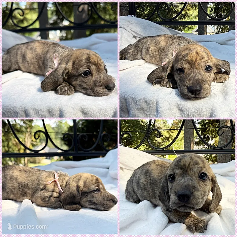 AKC cream brindle female – Miniature Dachshund puppy for sale in Cumming, GA