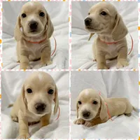 AKC cream female, a female Miniature Dachshund for sale in Cumming, GA – 5 of 10