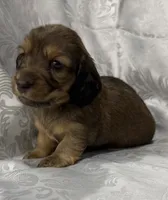 AKC shaded cream female, a female Miniature Dachshund for sale in Cumming, GA – 5 of 8
