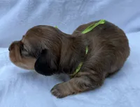 AKC LH shaded red male, a male Miniature Dachshund for sale in Cumming, GA – 7 of 10