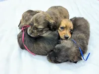 AKC brindle female, a female Miniature Dachshund for sale in Cumming, GA – 9 of 10