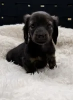 AKC brindle male, a male Miniature Dachshund for sale in Cumming, GA – 1 of 10