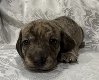 AKC cream brindle female, a female Miniature Dachshund for sale in Cumming, GA – 8 of 10
