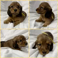AKC shaded cream female, a female Miniature Dachshund for sale in Cumming, GA – 5 of 9