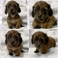AKC brindle female, a female Miniature Dachshund for sale in Cumming, GA – 6 of 10