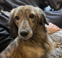 AKC LH brindle male, a male Miniature Dachshund for sale in Cumming, GA – 5 of 10