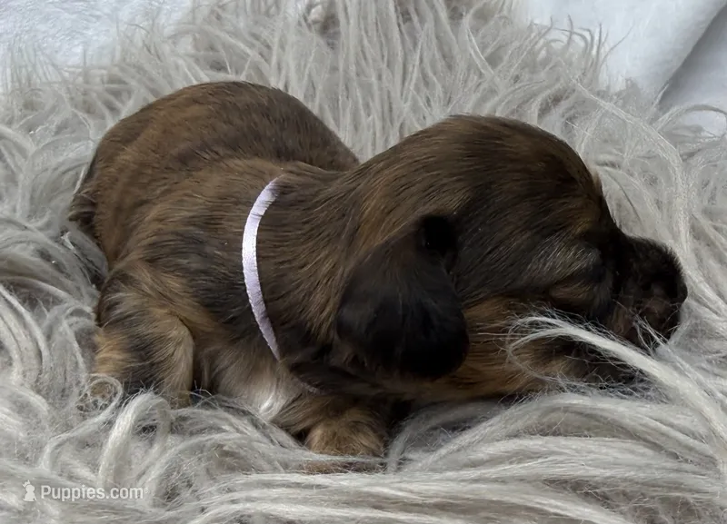AKC LH brindle Female – Miniature Dachshund puppy for sale in Cumming, GA