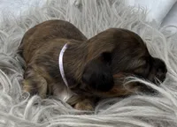 AKC LH brindle Female, a female Miniature Dachshund for sale in Cumming, GA – 1 of 9