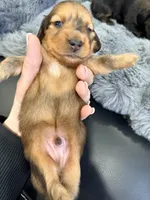 AKC lightly marked dapple male, a male Miniature Dachshund for sale in Cumming, GA – 8 of 9