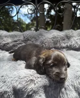 AKC brindle male, a male Miniature Dachshund for sale in Cumming, GA – 10 of 10