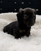 AKC brindle male, a male Miniature Dachshund for sale in Cumming, GA – 2 of 10