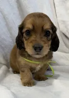 AKC shaded red male, a male Miniature Dachshund for sale in Cumming, GA – 7 of 10