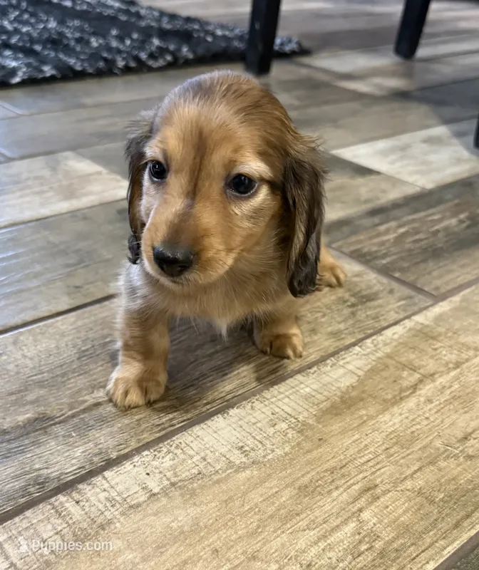 AKC lightly marked dapple male – Miniature Dachshund puppy for sale in Cumming, GA