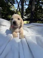 AKC ee cream female, a female Miniature Dachshund for sale in Cumming, GA – 2 of 7