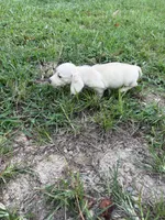 AKC cream female, a female Miniature Dachshund for sale in Cumming, GA – 10 of 10