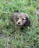 AKC shaded cream female, a female Miniature Dachshund for sale in Cumming, GA – 3 of 9