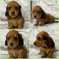 AKC shaded red male, a male Miniature Dachshund for sale in Cumming, GA – 4 of 10