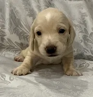 AKC ee cream female, a female Miniature Dachshund for sale in Cumming, GA – 3 of 7