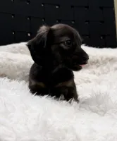 AKC brindle male, a male Miniature Dachshund for sale in Cumming, GA – 5 of 10