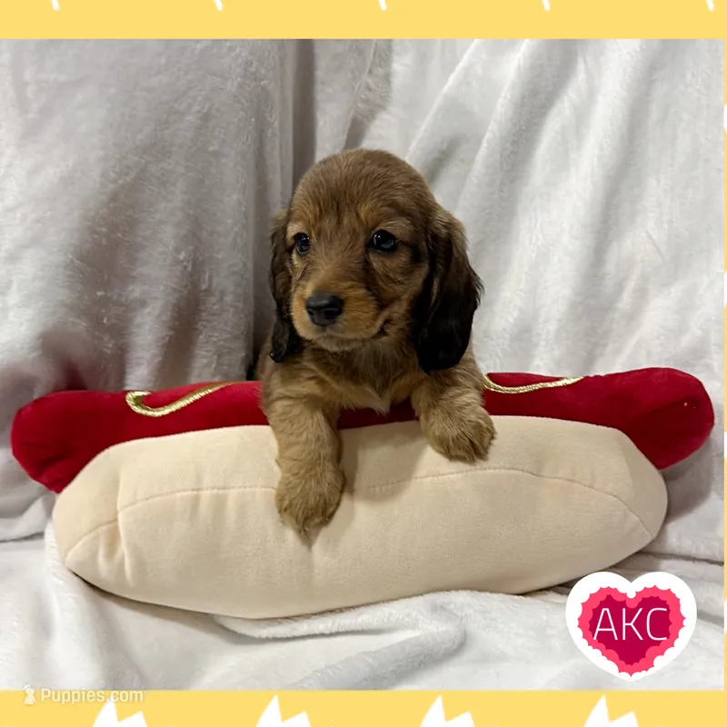 AKC shaded cream female – Miniature Dachshund puppy for sale in Cumming, GA