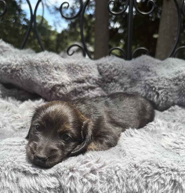 AKC brindle male – Miniature Dachshund puppy for sale in Cumming, GA
