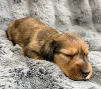 AKC lightly marked dapple male, a male Miniature Dachshund for sale in Cumming, GA – 2 of 9