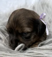 AKC LH brindle Female, a female Miniature Dachshund for sale in Cumming, GA – 2 of 9