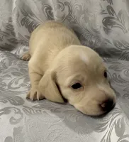 AKC ee cream female, a female Miniature Dachshund for sale in Cumming, GA – 4 of 7
