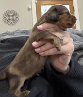 AKC lightly marked dapple male, a male Miniature Dachshund for sale in Cumming, GA – 9 of 9